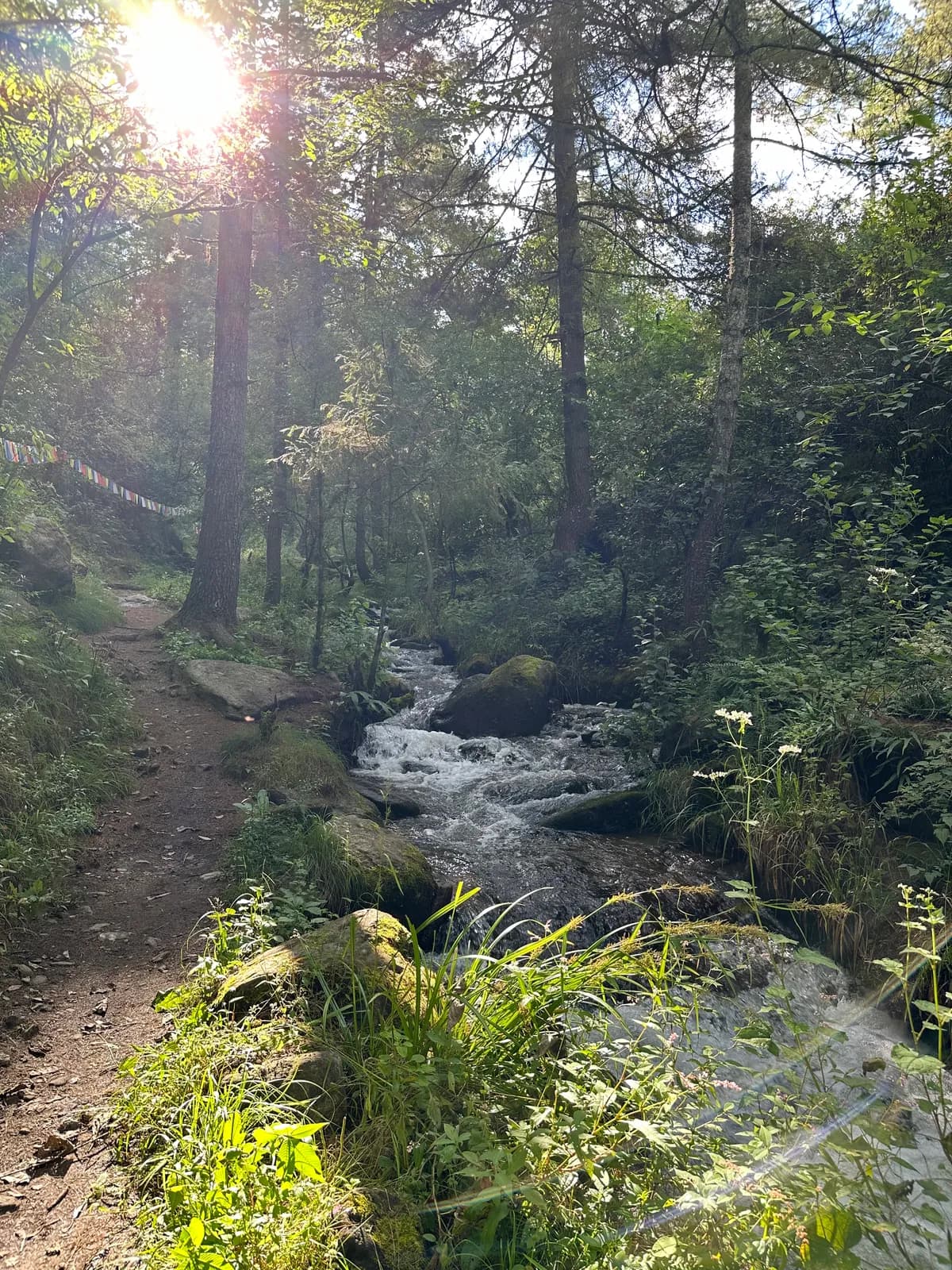 Sunlight through the pines on an old trail beside a fast stream above Thimphu