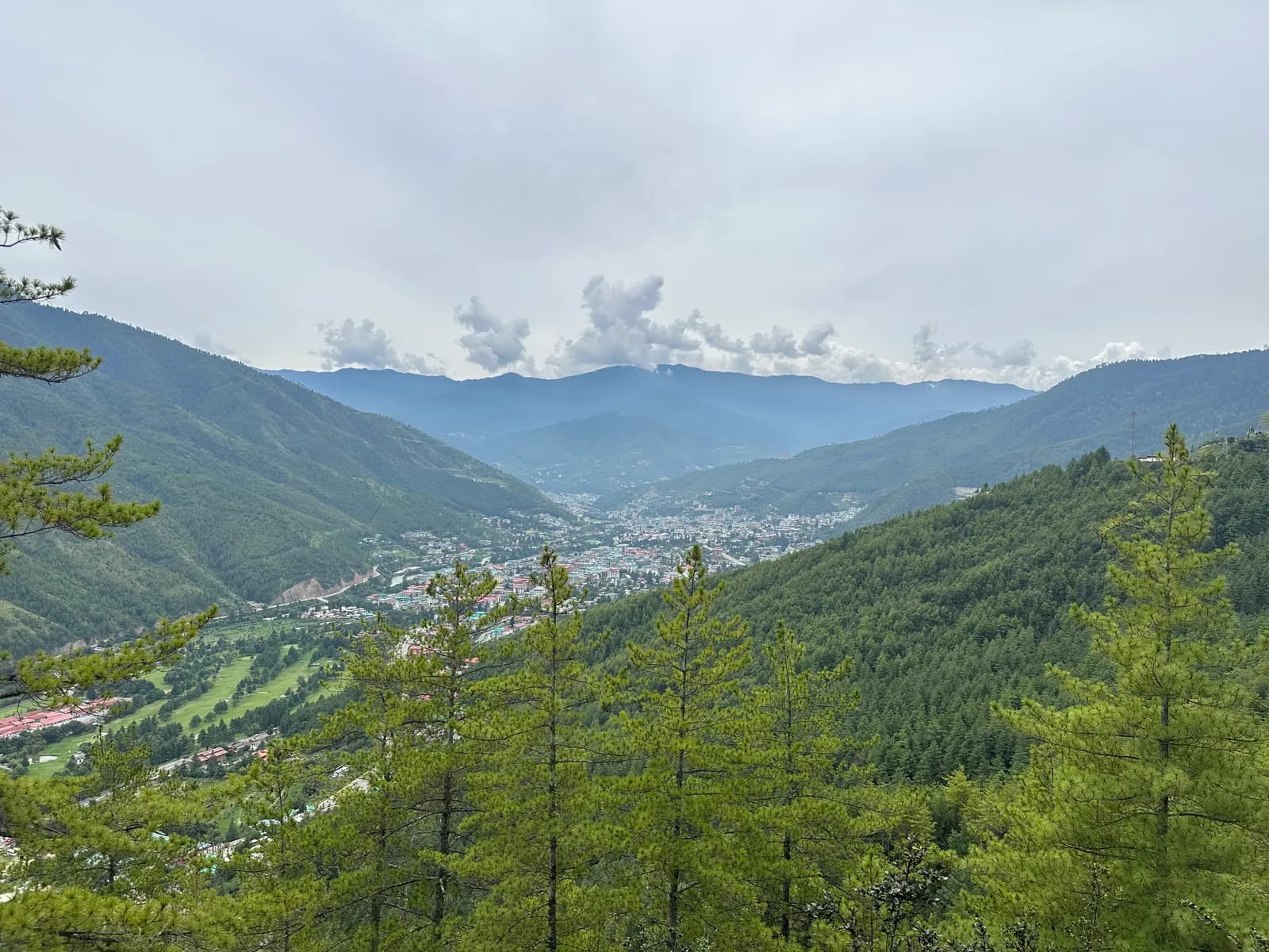 Young pines in the foreground and the length of the Thimphu valley behind them