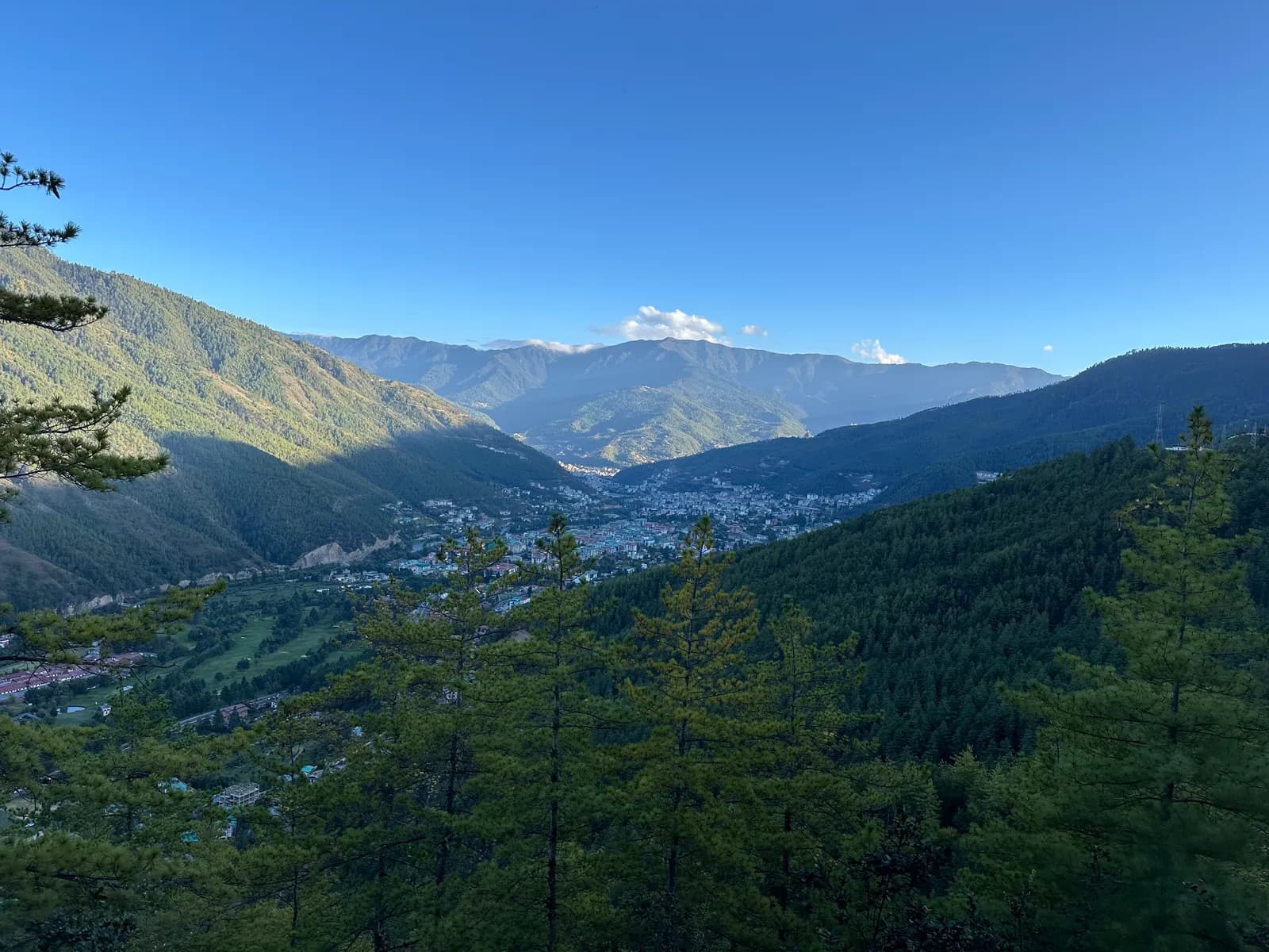 The Thimphu valley seen through pines from the ridge, under a clear blue sky